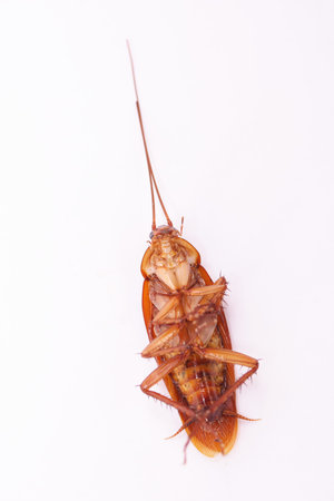 Cockroach 