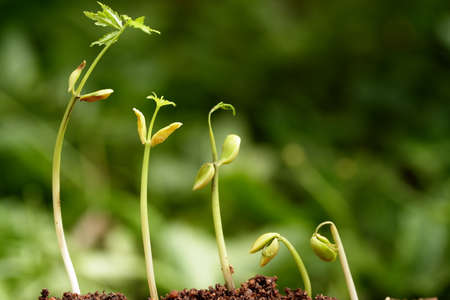 Evaluation Process-Stages of the plant development の写真素材