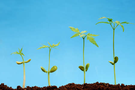 Evaluation Process-Stages of the plant developmentの写真素材