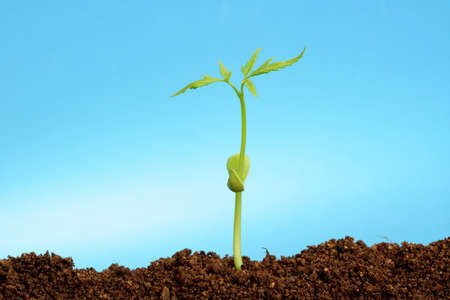 Baby Plant growing from soil- Beginning の写真素材