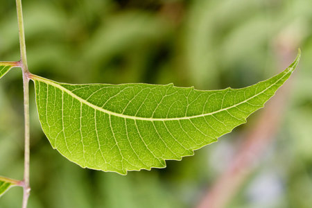 Neem leaves-Azadirachta indica,medicinal plant