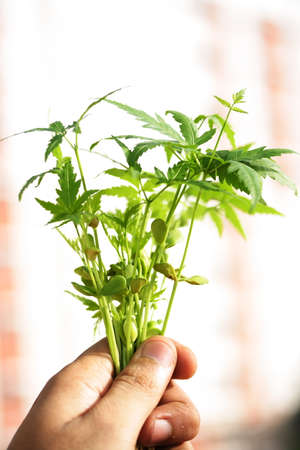 Plant growth-Baby plantの写真素材