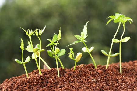 Evaluation Process-Stages of the plant development の写真素材