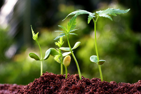 Plants growing from soil-Plant progress 