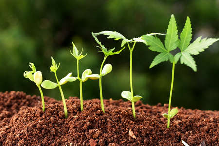 Evaluation Process-Stages of the plant development の写真素材