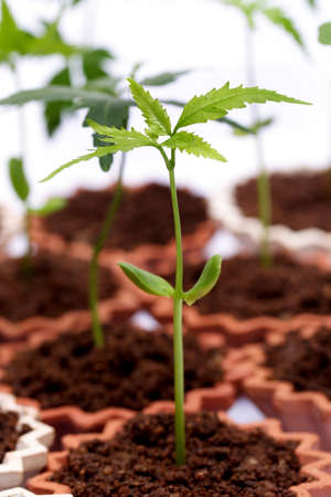 Plant growth-Baby plants in small potsの写真素材