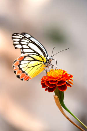 Closeup of monarch butterfly on a flowerの写真素材