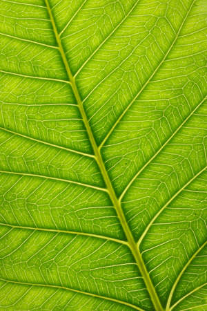 Green leaf vein for backgroundsの写真素材