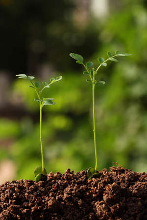 Evaluation Process-Stages of the plant development の写真素材