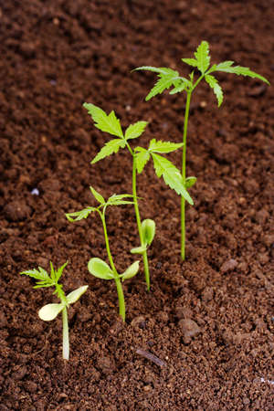 Evaluation Process-Stages of the plant development の写真素材