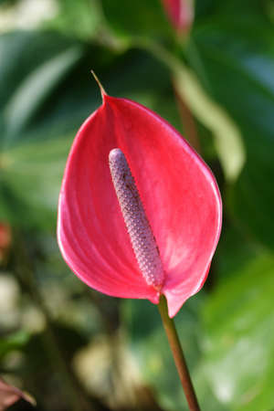 Red heart shaped  anthurium and leaf の写真素材