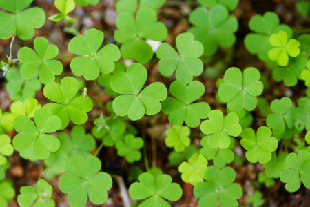 Closeup of green clover for backgrounds