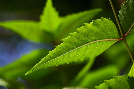 Neem leaves-Azadirachta indica,medicinal plant