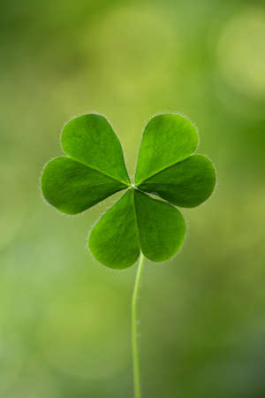 Three leaf cloverの写真素材