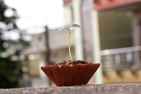 Plant growing from soil- Beginning 