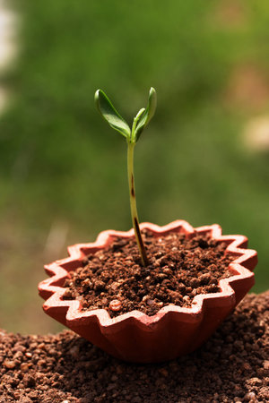 Plant growing from soil- Beginning 