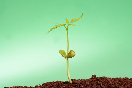 Baby Plant growing from soil- Beginning 