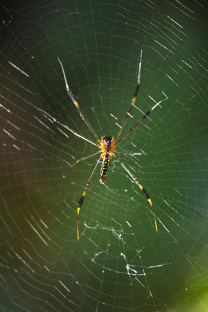 Spider on its web against a blurred background 