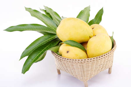 Fresh organic mangoes in abasketの写真素材