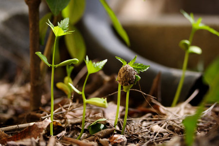 Plants growing from soil-Plant progress 