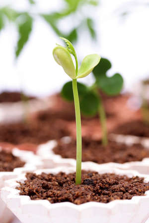 Plant growing from soil- Beginningの写真素材