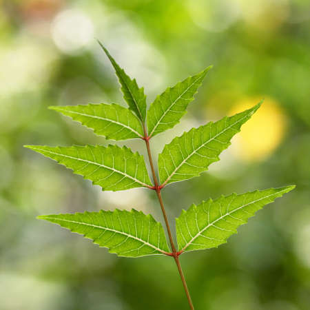 Closeup view of neem leaves - Azadirachta indica の写真素材
