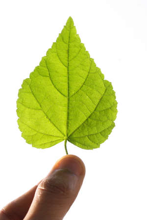 Green leaf of Hibiscusの写真素材