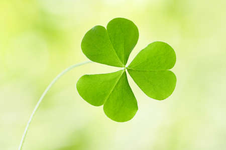 Three leaf cloverの写真素材