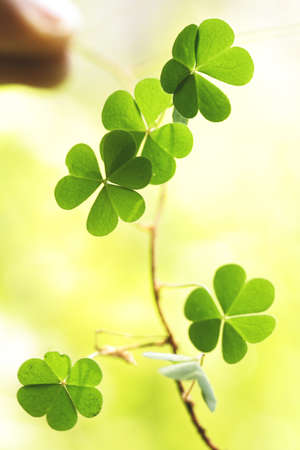 Three leaf clovers の写真素材