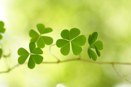 Three leaf clovers 