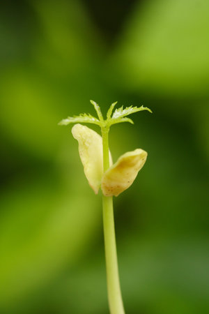 Close up of a sapling