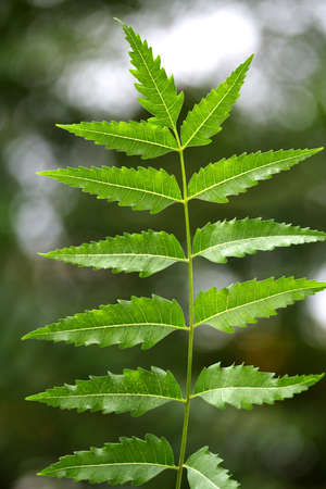 Neem leaves-Azadirachta indica の写真素材