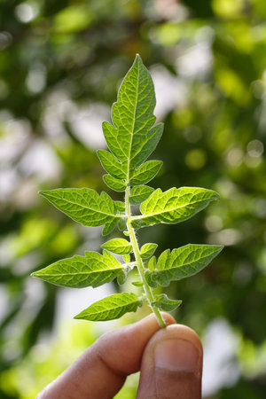 Green leaves