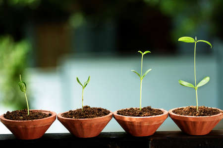 Plant growth-Stages of the plant development の写真素材