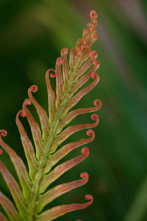 Closeup of Palm leaf - Cycad frondの写真素材