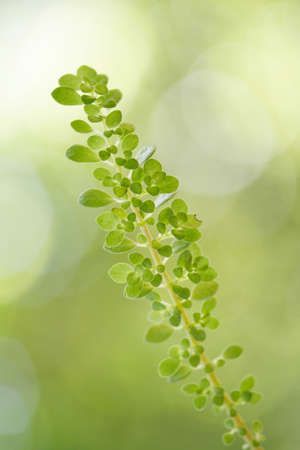 Green leavesの写真素材