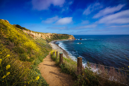 Hiking trail surrounded by beautiful yellow wildflowers with beach view during the Californiaの写真素材