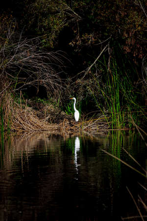 White egret posed against dark foliage near a pond at the El Dorado Nature Center in Long Beach, Californiaの写真素材