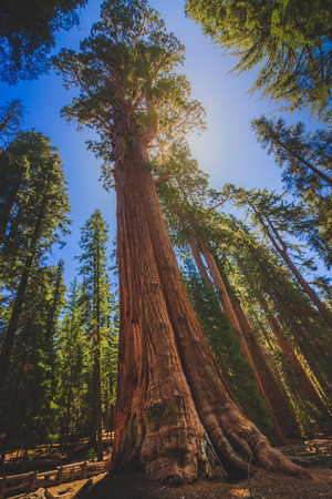 Low-angle view of a Giant Sequoia Tree along the General Sherman Trail, Sequoia National Park, Californiaの写真素材