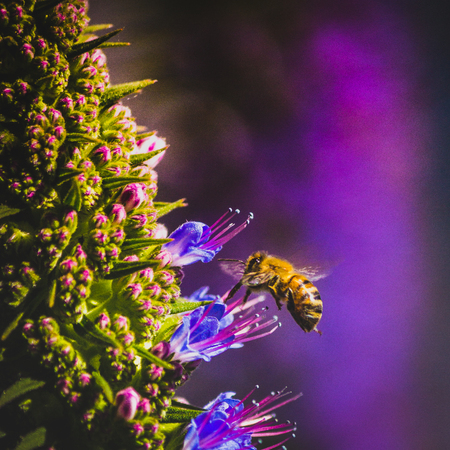 Bee pollinating vibrant purple echium candicans near the Ballona Creek, Los Angeles, Californiaの写真素材