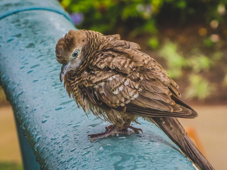 Wet Zebra Dove bird perched on a balcony during a rain shower in Kauai, Hawaiiの写真素材