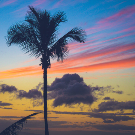 Beautiful silhouette of a palm tree at sunset with dramatic clouds near Makena Beach, Maui, Hawaiiの写真素材