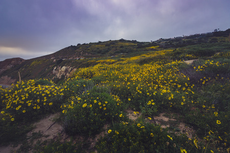 Beautiful black-eyed susan flowers covering the cliffs during the California Super Bloom of 2017, Rancho Palos Verdes, Californiaの写真素材