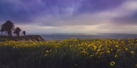 Beautiful black-eyed susan flowers covering the cliffs during the California Super Bloom of 2017,...