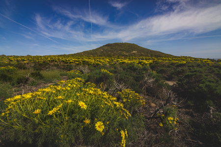 Beautiful yellow wildflowers blooming and covering the peak of Point Dume in springtime on a warm, sunny day, Malibu, Californiaの写真素材