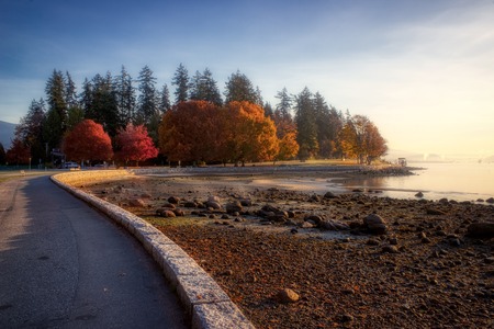 Vibrant autumn leaves and calm water seen along the Stanley Park Seawall Path at sunrise, Vancouver, British Columbiaの写真素材