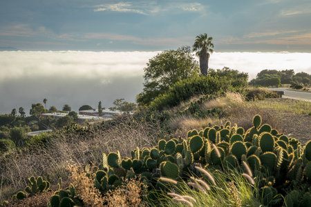 Experience the beauty of Rancho Palos Verdes, where a marine layer blankets the coast, creating a mesmerizing cloudscape over the rugged cliffs.の写真素材