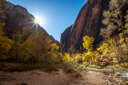 Autumn colors blanket Zion National Park as the sun rises, illuminating golden trees and reflecting on the tranquil Virgin River.の写真素材