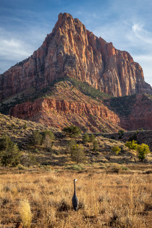 A Blue Heron stands at the foot of Watchman Mountain, which rises dramatically in the background, showcasing vibrant red sandstone cliffs against a clear blue sky.の写真素材