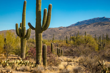 Journey through Saguaro National Park East in Tucson, Arizona, where iconic cacti rise majestically against a clear blue sky.の写真素材